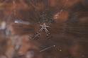 Argiope_ocyaloides_D3467_Z_87_Karinji NP_Australie